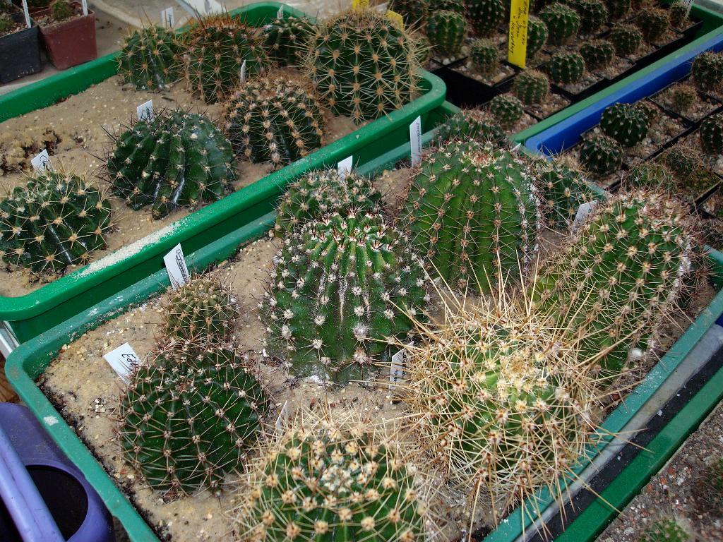 Eigene Echinopsis/Schickaufzucht12.jpg